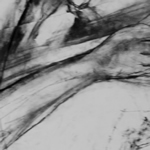 Pippa: Extended Drawing, 2010. (Charcoal on Paper)